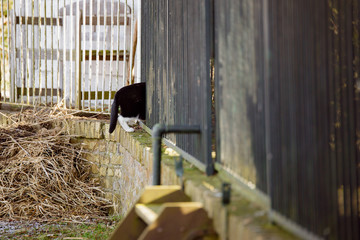 Cat jumping into a fence