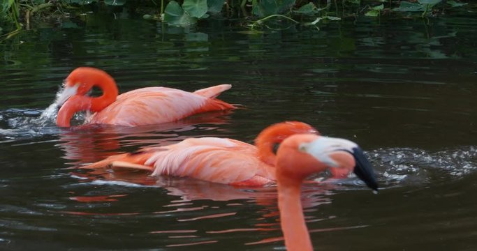 Pink Flamingo Birds Washing Themselves in Water at Wetland, 4K