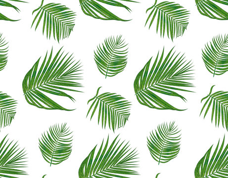 Seamless pattern with areca palm tropical seeded branch, green leaves cute wallpaper watercolor style. Vector boho elegant print isolated on white background