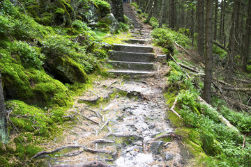 Dzika przyroda © KrólestwoNauki