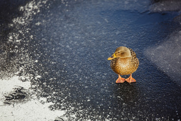 Female duck standing on ice