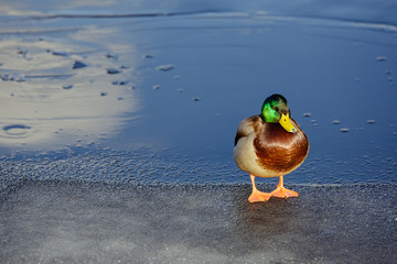 Duck standing on ice