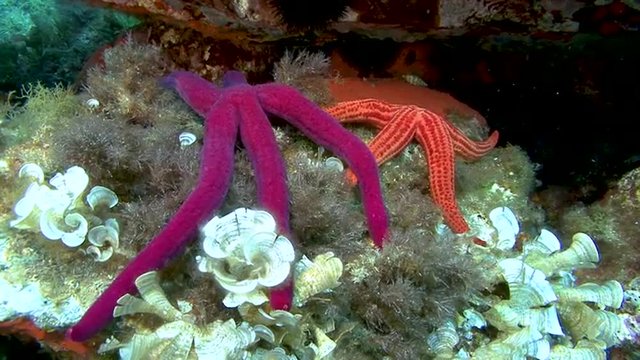 Etoile de mer