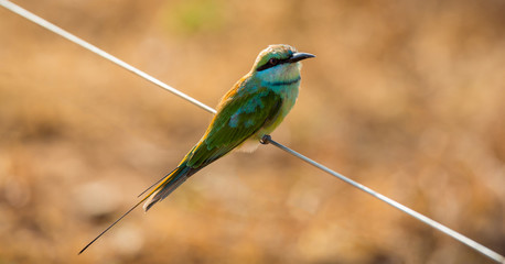 Close up of exotic green bee-eater bird