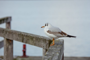 Little seagull standing on a stake