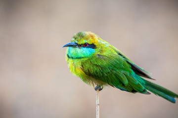 Close up of exotic green bee-eater bird