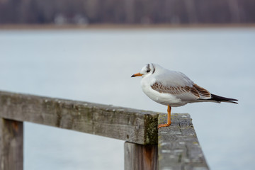 Seagull standing on a stake
