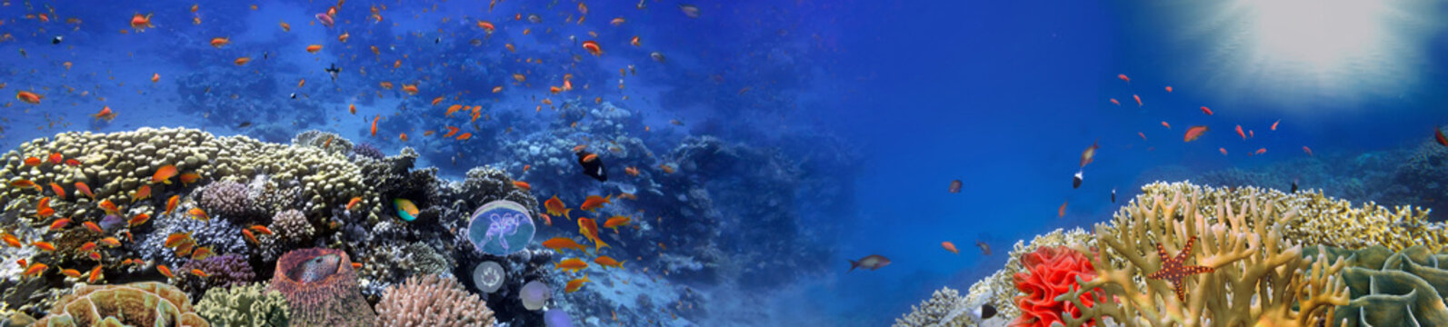 Underwater panorama and coral reef and fishes