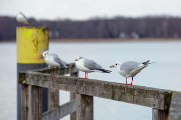 Seagulls standing on a stake