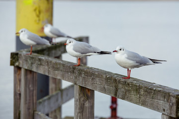 Four seagulls sitting on wooden stake