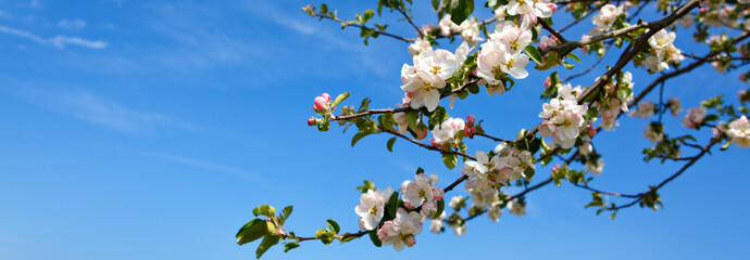 Apple tree branch isolated on blue sky background.