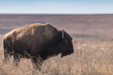 Buffalo profile