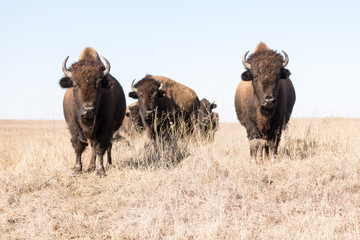 Buffalo trio stare down