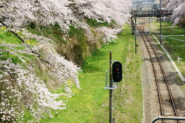 春の御殿場線　桜の回廊
