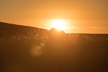 Buffalo silhouette with setting sun