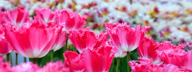 Pink - white tulips background.