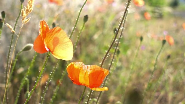 Mohn bl&uuml;ht im Fr&uuml;hling am sonnigen Tag