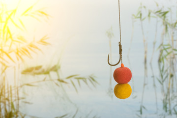 Boilies and hook all ready for carp fishing at the lake.