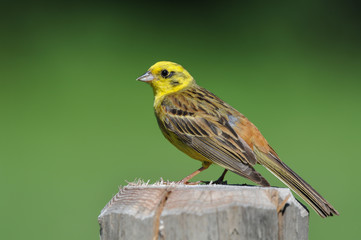 A yellowhammer bunting sitting on a tree trunk