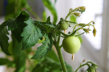 Green tomato on a branch