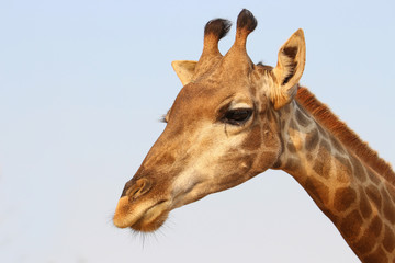 Fototapeta na wymiar giraffe