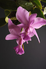 Orchid of the Cattleya walkeriana tipo