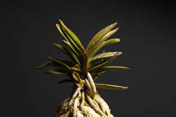 Orchid of the Neofinetia falcata Kouya