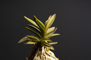 Orchid of the Neofinetia falcata Kouya