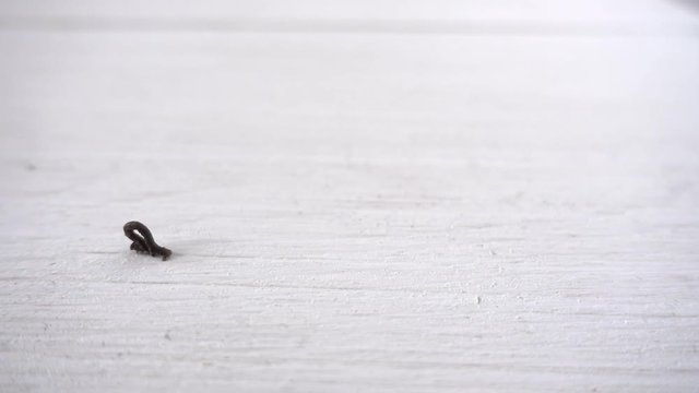 Raupe ist am kriechen strebsam, energisch und witzig 