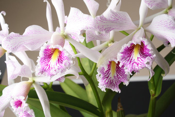 orchid Cattleya maxima semi-alba striata ‘La Pedrena’