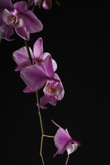 Fototapeta na wymiar phalaenopsis schilleriana pink orchid on a dark background