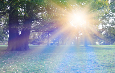 Stunning Sunlight beaming through trees - parkland with trees in the background a large double...