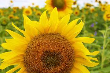 Field sunflower sky