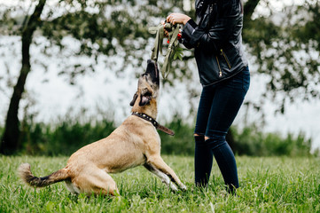 Young active guardian of animals girl playing and have fun with her furious frisky fast joyful dog outdoor in summer. Cute female owner walking with comic muzzle crazy puppy. Kind woman cares canine.