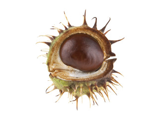 chestnut isolated on white background