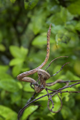 Malagasy Leaf-nosed Snake - Langaha madagascariensis, Madagascar tropical forest. Camouflage. Endemic snake.