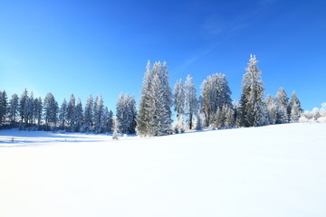 Forest in winter