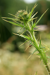 Ripe grasses on a wild meadow at sunrise. Macro photography