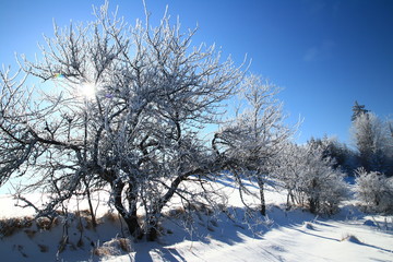 Frozen tree, winter sunny day