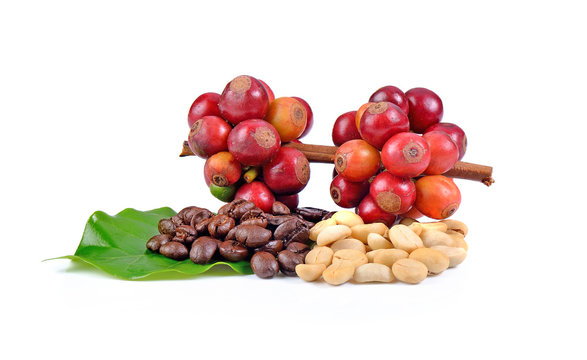 Fresh and dried coffee beans on white background