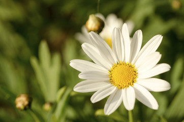 Fototapeta premium White flowers against green blurred background.