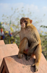 Macaque
