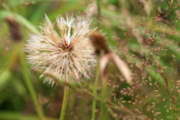 A ball of blossomed dandelion with seeds ready to sow. 