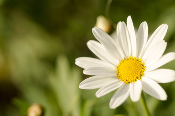 White flowers against green blurred background.