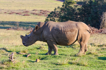 White African rhino roaming free