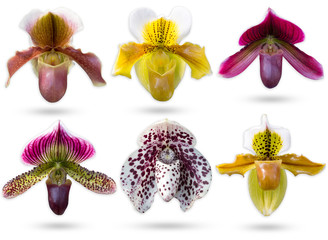 Set of multicolour Lady’s Slipper Orchidaceae Paphiopedilum isolate on white background with...