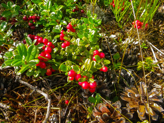 cranberries on a bush in the forest