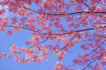 Pink cherry blossom 