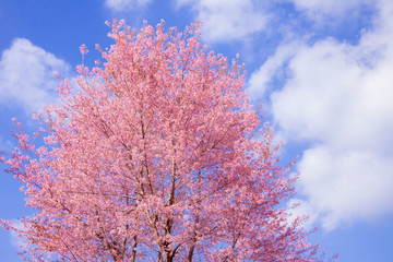 Fototapeta premium Pink cherry blossom 