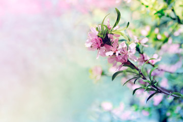 Spring blooming pink flowers on a tree branch. Spring blossom background.